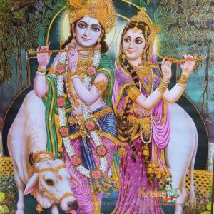 Radha Krishna with Cow Jumbo Wall Calendar Size 33″ x 56″