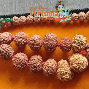 Rudraksha Siddha Mala - 1 Till 14 Mukhi Rudraksh with Gauri Shankar & Ganesh