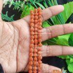 Lab Certified Panch Mukhi Rudraksh Mala