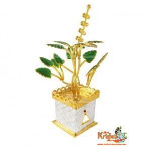 Golden Tulsi Silver Plant