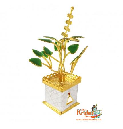 Golden Tulsi Silver Plant