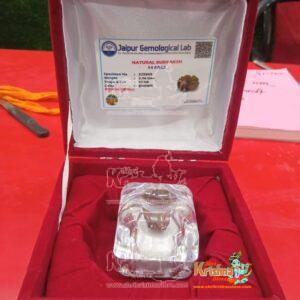 14 Mukhi Original Rudraksha With Certified