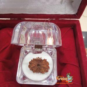 14 Faces / Mukhi Original Certified Nepali Rudraksha - Premium