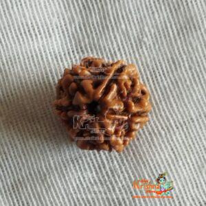Lab Certified Original 6 Mukhi Rudraksha ( 6 faces )