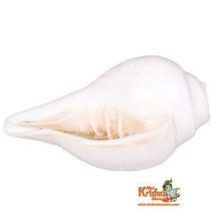 Conch Shell Blowing Shankh