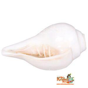 Buy Conch Shell Blowing Shankh online from shrikrishnastore