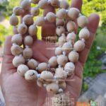 Wholesaler, Exporter and Suppliers in India and Worldwide. Buy Original Tulsi Mala Products Online from www.originaltulsimala.com