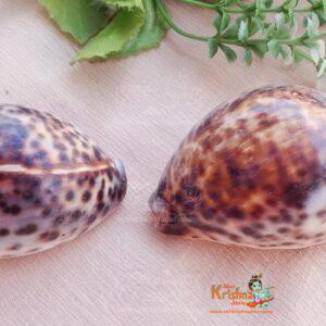 Natural Original Big Laxmi Cowrie Shell, Cowry Kouri Kaudi Kori for Puja