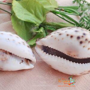 Natural Original Big Laxmi Cowrie Shell, Cowry Kouri Kaudi Kori for Puja