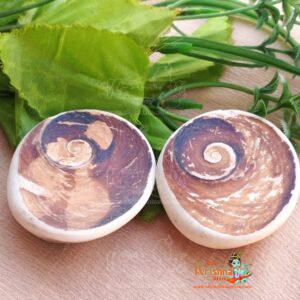 omati Chakra (21 Pcs) Small Size Natural and Real Chakra for Puja and Brings Prosperity