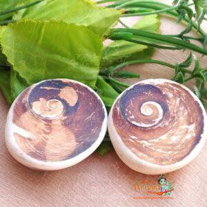 omati Chakra (21 Pcs) Small Size Natural and Real Chakra for Puja and Brings Prosperity