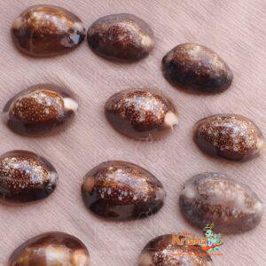 Natural Kaudi for Diwali Puja/Laxmi Puja Set of 11
