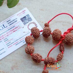 1 to 14 Mukhi Sarv Siddha Rudraksha Bracelet