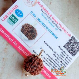 Natural 8 Mukhi/Face Rudraksha (Nepal Origin)