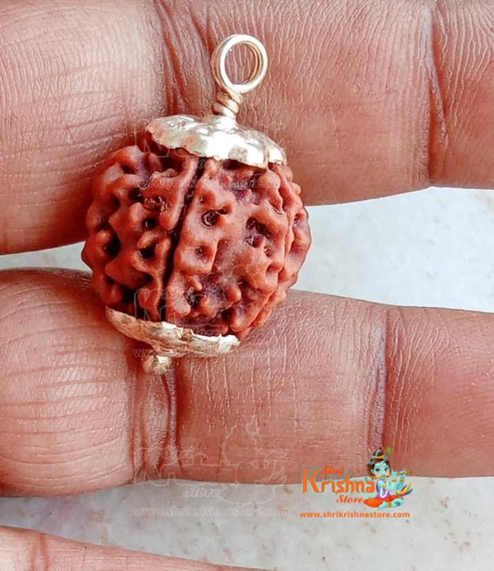 Natural 8 Mukhi/Face Rudraksha (Nepal Origin)