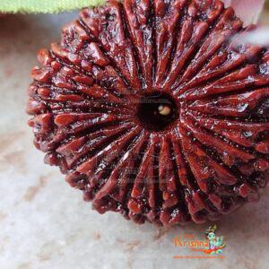 21 Mukhi / 21 Faces Original Nepali Rudraksha Buy Online