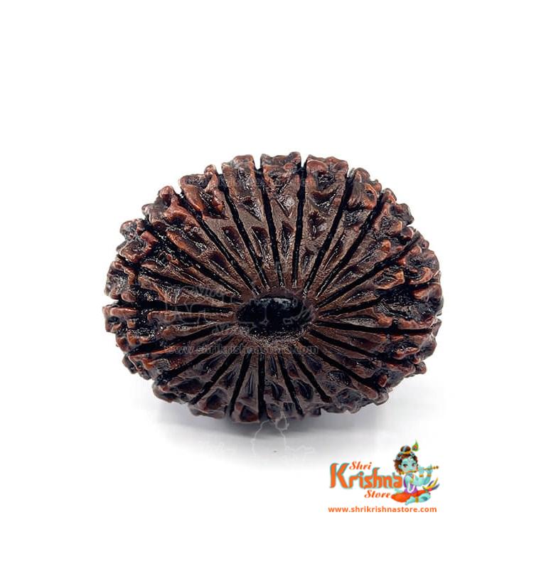 21 Mukhi Rudraksha (Nepali)