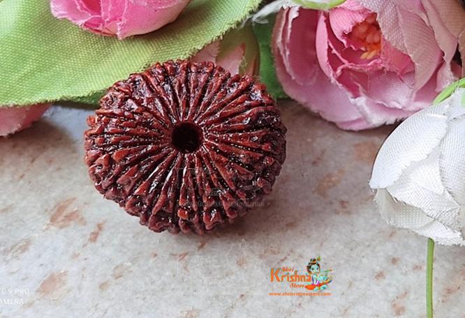 21 Mukhi Original Nepali Rudraksha