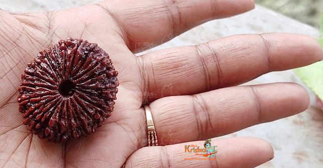 21 Mukhi Original Nepali Rudraksha