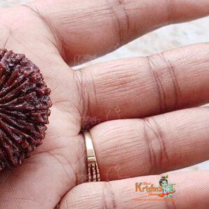 21 Mukhi / 21 Faces Original Nepali Rudraksha Buy Online