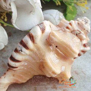Ganesha Conch Shell