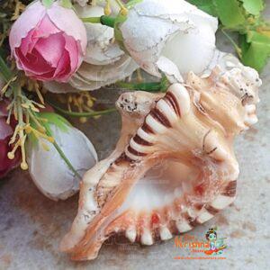 Ganesha Conch Shell