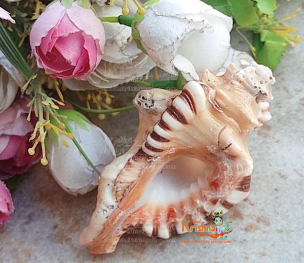 Ganesha Conch Shell