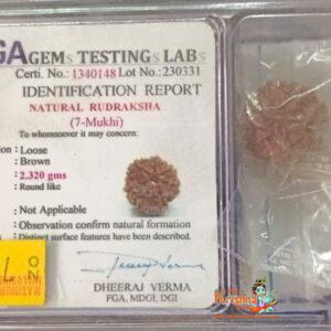 7 Mukhi Certified Rudraksh Nepal