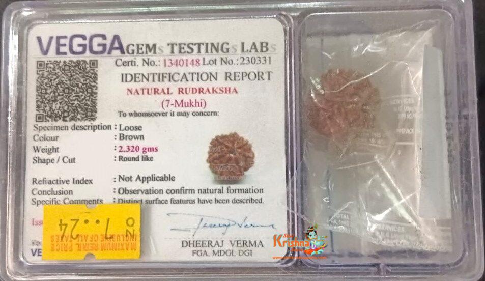 7 Mukhi Certified Rudraksh Nepal