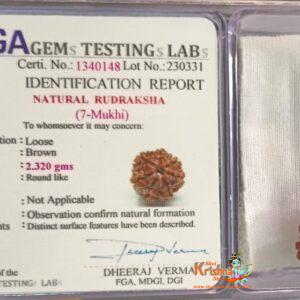 7 Mukhi Certified Rudraksh Nepal