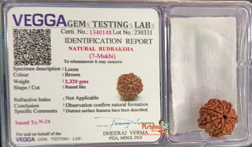 7 Mukhi Certified Rudraksh Nepal