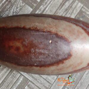 Narmadeshwar Shaligram Shivling Energised Natural Narmada Stone