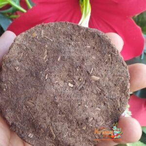 Original Holy Desi Cow Dung Cake for Pooja Havan Gobar Ke Uple Kande Kandhe Kanda