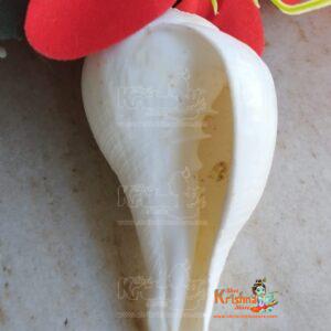 Natural Yachman Shankha/Conch