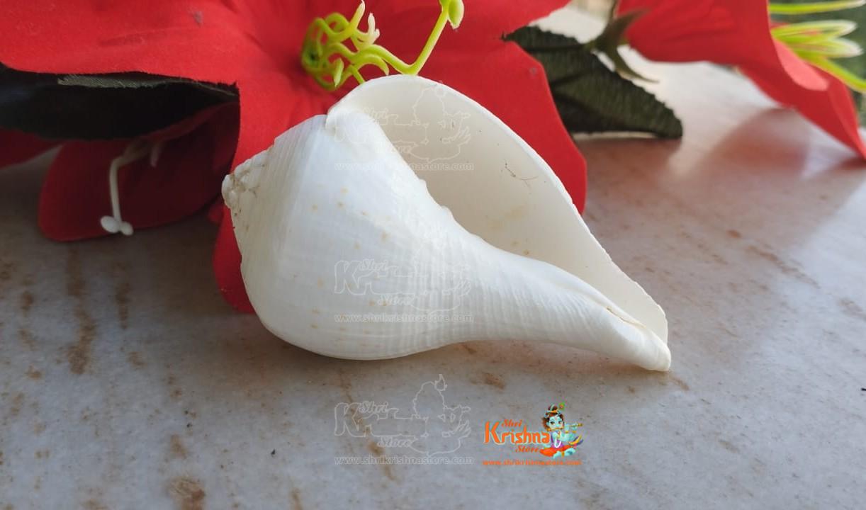 Natural Yachman Shankha/Conch