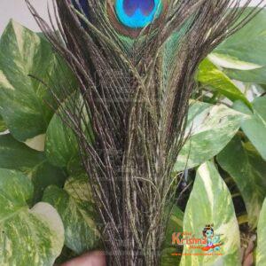 Peacock Feathere Zhadu (5 piece Long Groom)