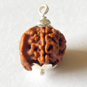 Natural Ganesha Mukhi Rudraksha Nepal Origin  | Lab Certified