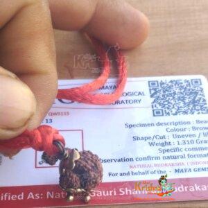 Gauri Ganesha Rudraksha Nepal Bead | Lab Tested