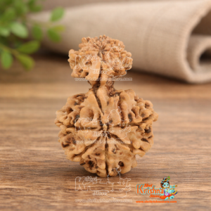 garbh gauri rudraksha buy online