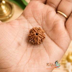 Certified Paanch mukhi nepali rudraksha - Premium