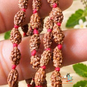 Buy 2 Mukhi Rudraksha Mala -lab Certified, 108 Mala Beads, 2 Mukhi Rudraksha Necklace, Prayer Mala