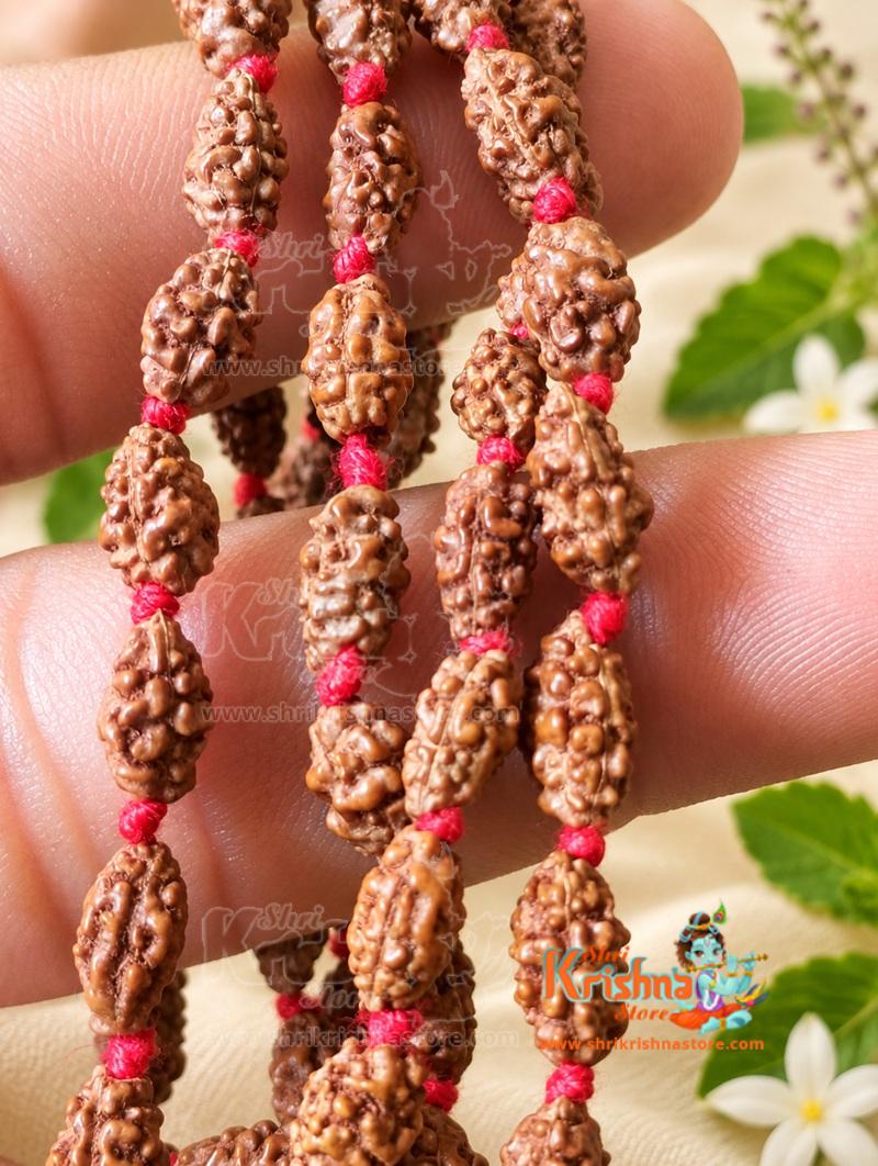 Buy 2 Mukhi Rudraksha Mala -lab Certified, 108 Mala Beads, 2 Mukhi Rudraksha Necklace, Prayer Mala